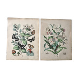 Botanical posters and butterflies 1876