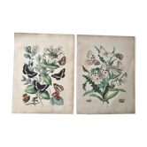 Botanical posters and butterflies 1876