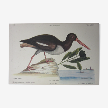 Bird engraving, oyster taker, repro Catesby/Seligmann