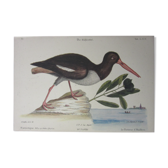 Bird engraving, oyster taker, repro Catesby/Seligmann