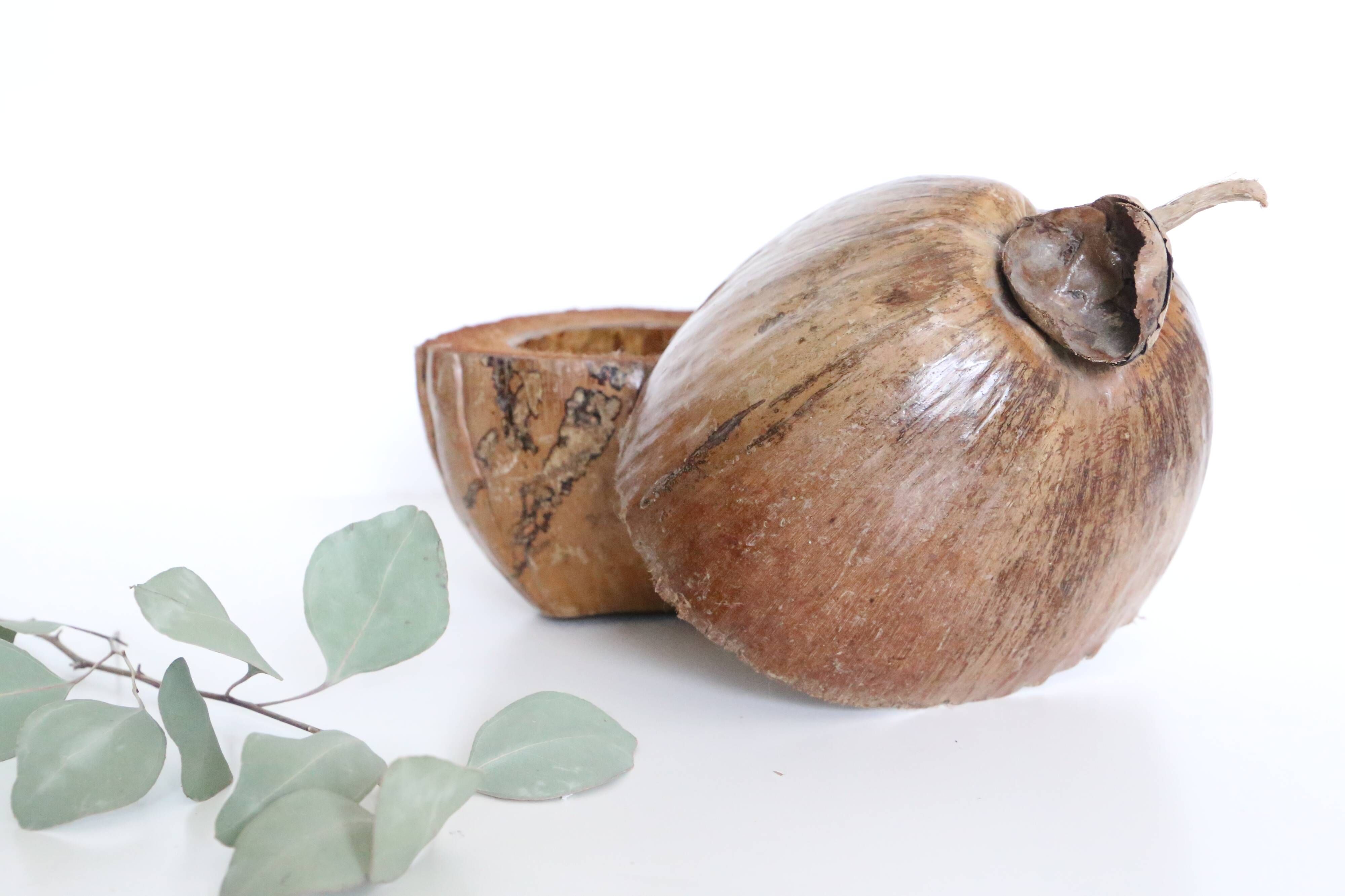 Ice bucket, nature decoration, exotic