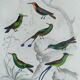 Original Ornithological Plate "Green Gold - Hoopoe - Ruby Topaz - &c..." Buffon 1836
