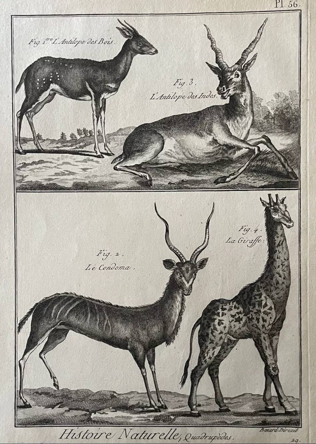 Gravure Livre ancien XVIIIe Buffon, Bonnaterre, Histoire naturelle