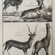 Gravure Livre ancien XVIIIe Buffon, Bonnaterre, Histoire naturelle