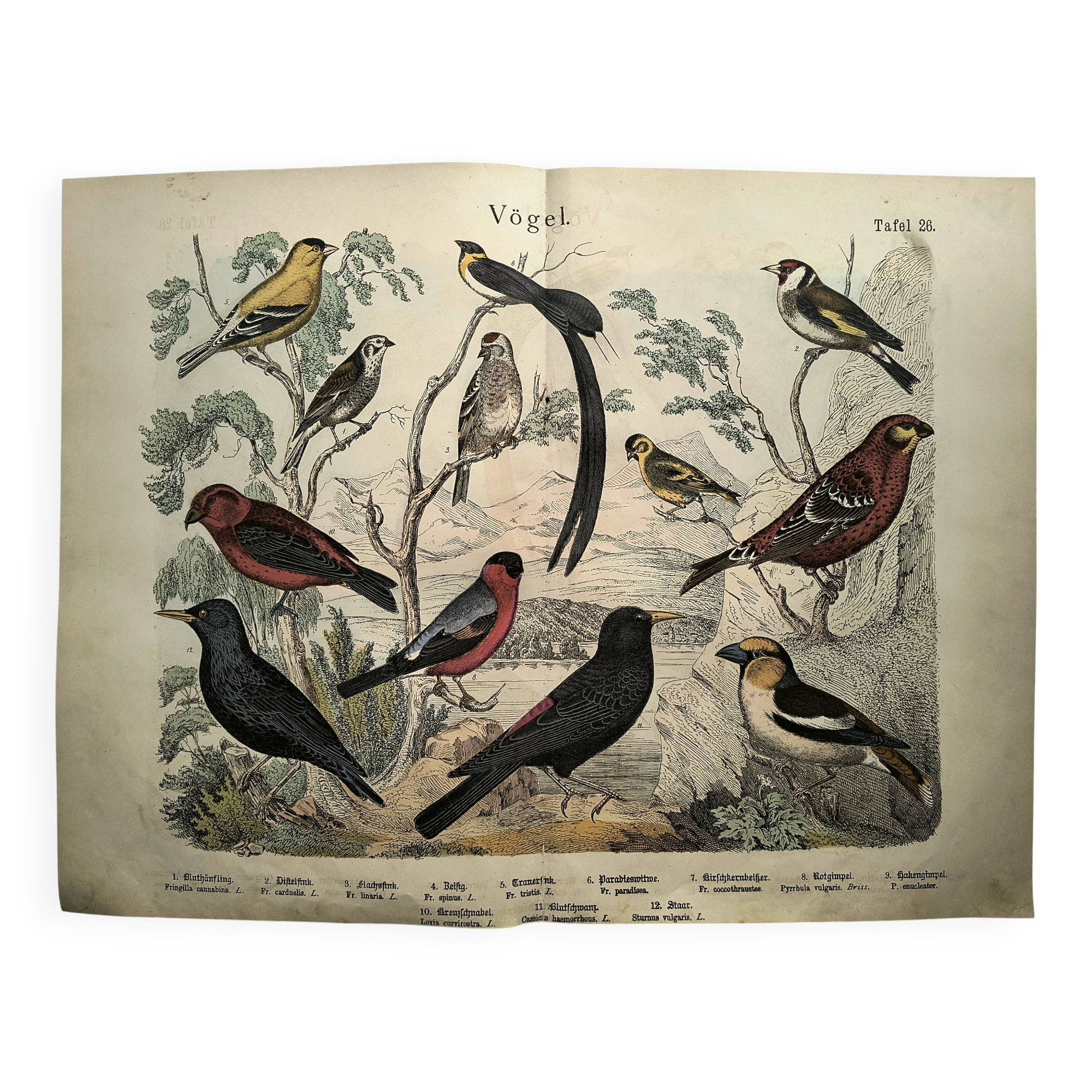 Large antique engraving, 1886 - Finch and birds. Lithograph, plate