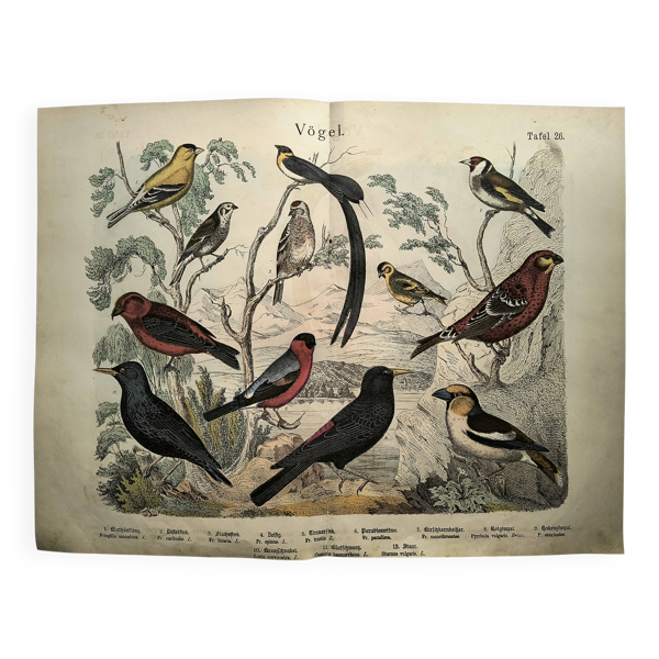 Grande gravure ancienne  1886 - Pinson et oiseaux. lithographie, planche — Beyit