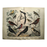 Large antique engraving, 1886 - Finch and birds. Lithograph, plate