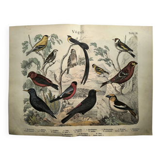 Large antique engraving, 1886 - Finch and birds. Lithograph, plate