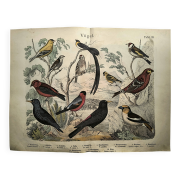 Large antique engraving, 1886 - Finch and birds. Lithograph, plate