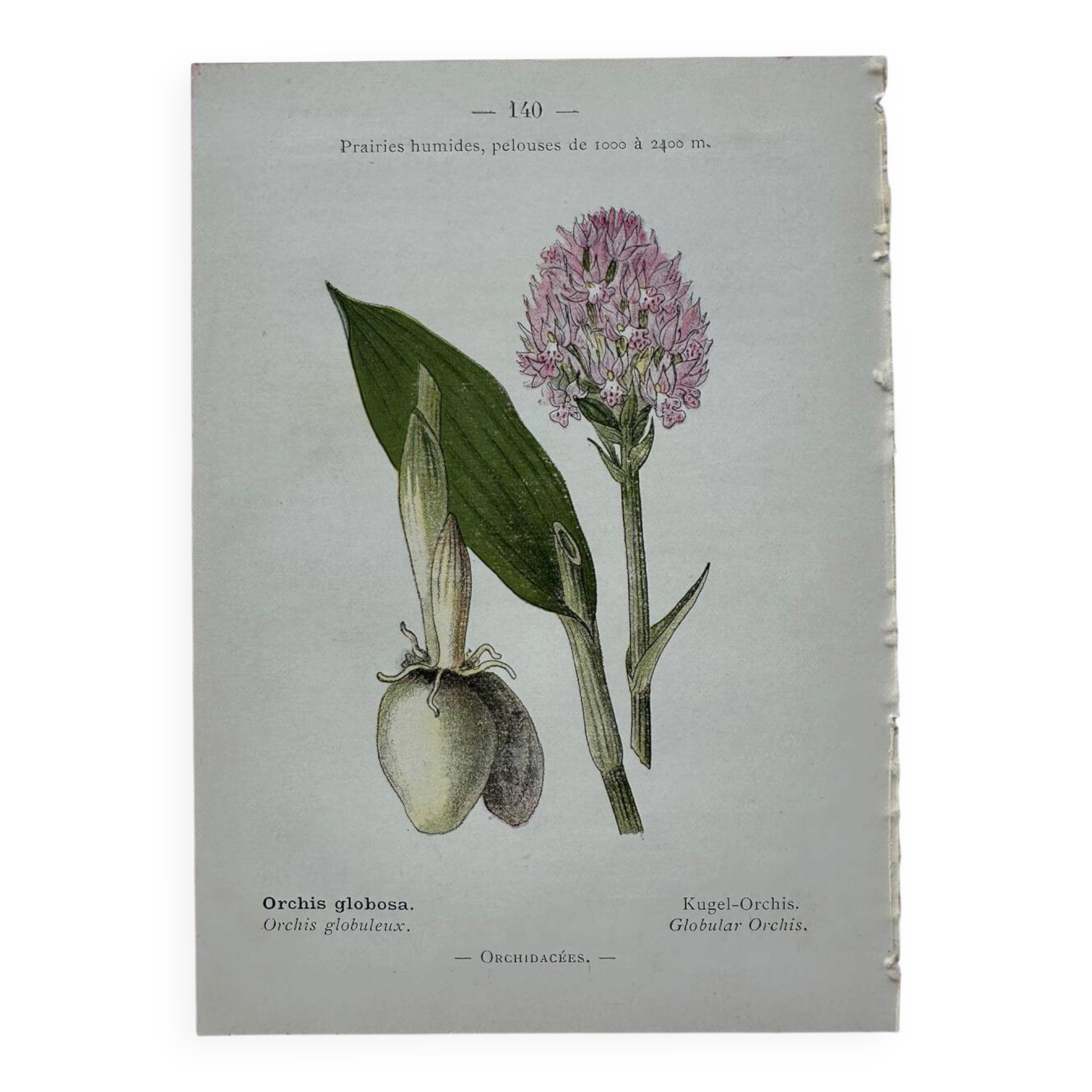 Planche botanique ancienne gravure plante 18e double face