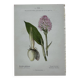 Planche botanique ancienne gravure plante 18e double face