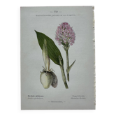 Old botanical plate engraving plant 18th century double-sided