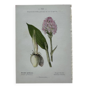 Planche botanique ancienne gravure plante 18e double face