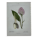Planche botanique ancienne gravure plante 18e double face