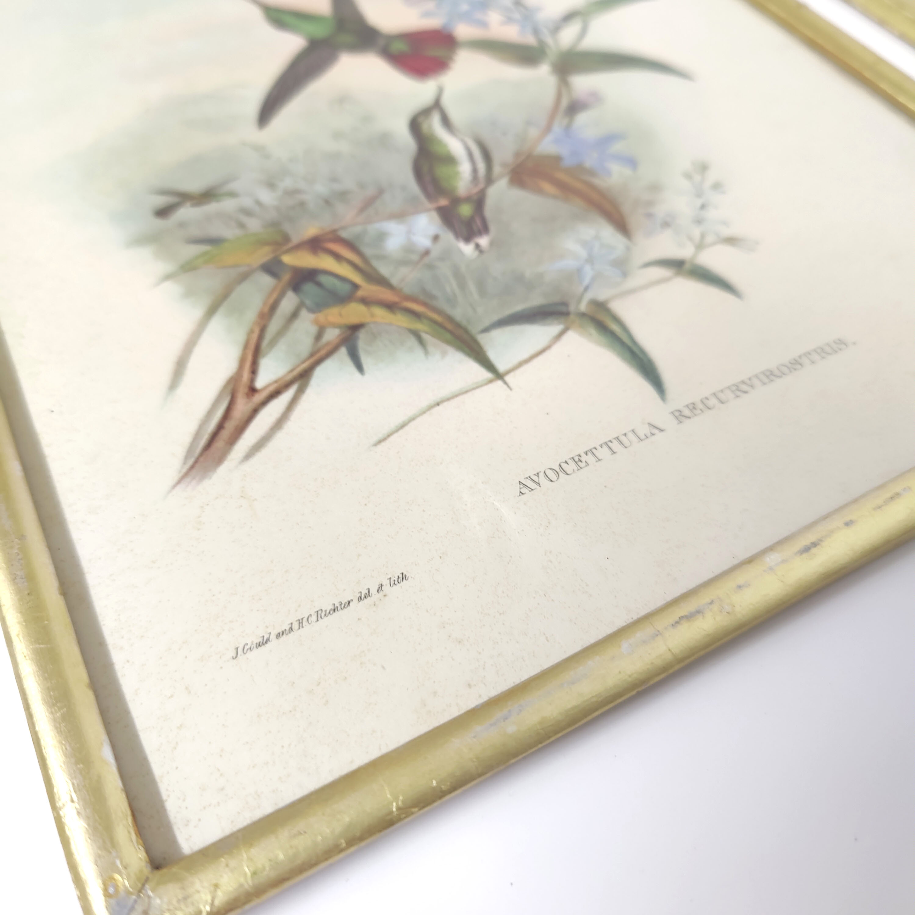 Lot 2 Bird lithographs by J. Gould and H-C Richter golden frame