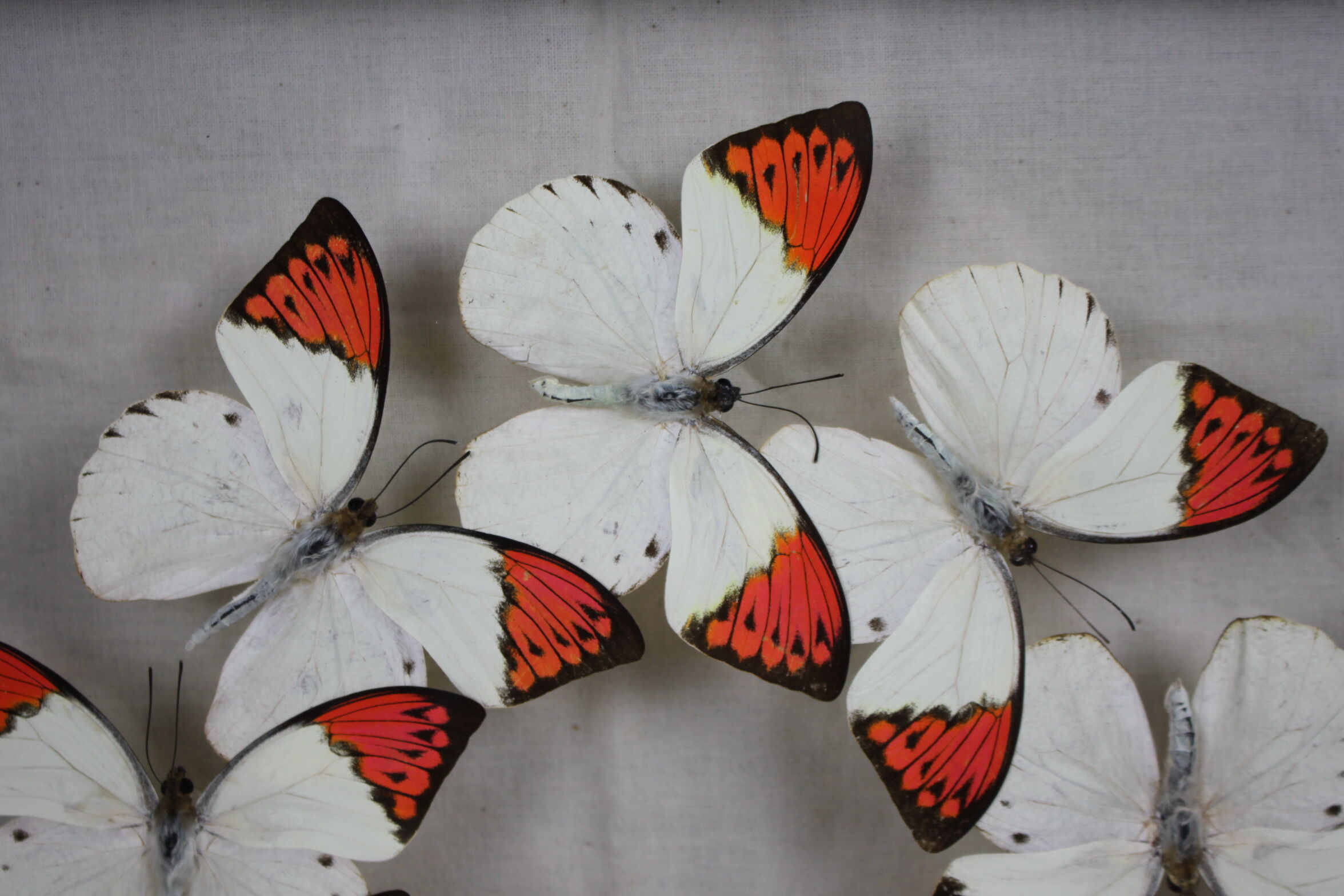 Envolée de papillons