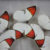 Envolée de papillons
