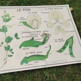 Botanical school poster Montmorillon 15 & 16