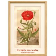 Old engraving from 1889 - Hollyhock. Red floral lithograph.