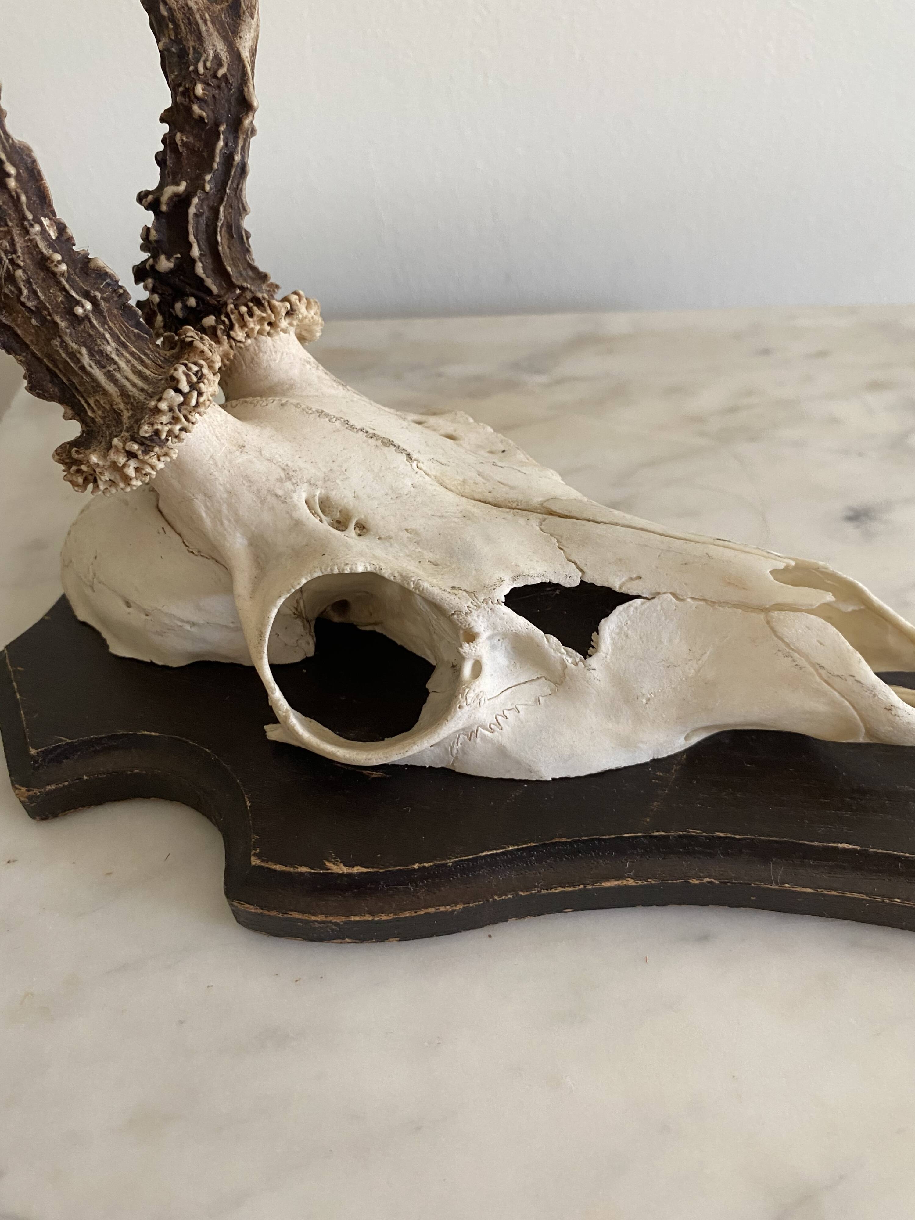 Horns on base, cabinet of curiosities