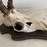 Horns on base, cabinet of curiosities