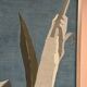 Original Swedish Oil on Canvas – "Aqave" by Marit Wahlström Schönbäck – Signed – Dated 1969 – Framed – 37 × 64 cm