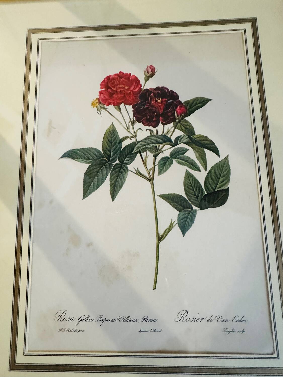Lot de 7 lithographies botaniques roses 1950