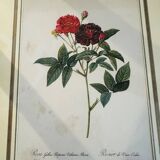 Lot of 7 pink botanical lithographs 1950