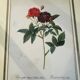 Lot de 7 lithographies botaniques roses 1950