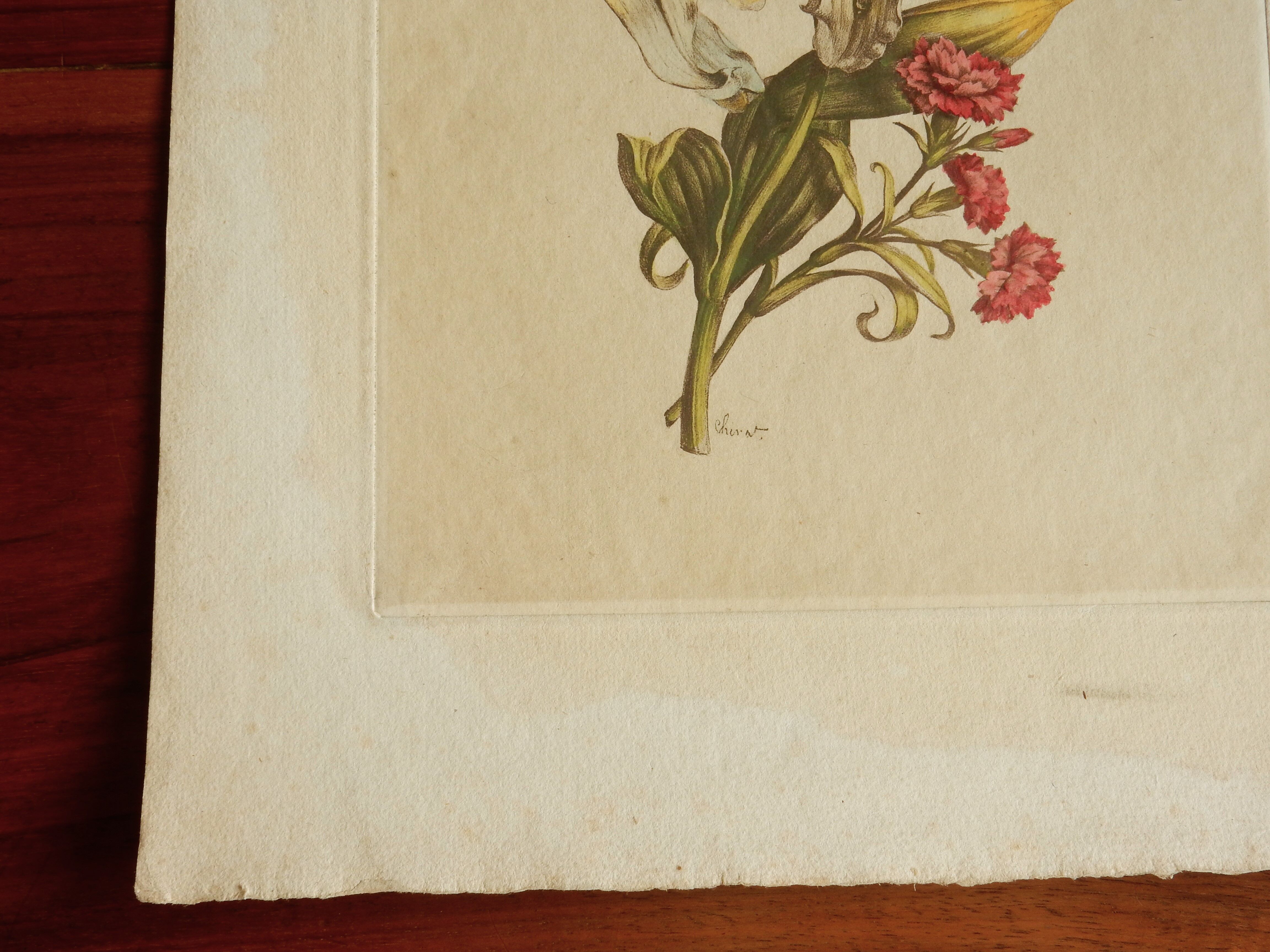 Planche botanique Lys jaune et oeillets du poète roses
