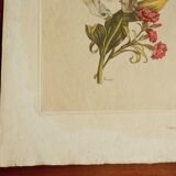 Old botanical plate Yellow lily and pink carnations of the poet