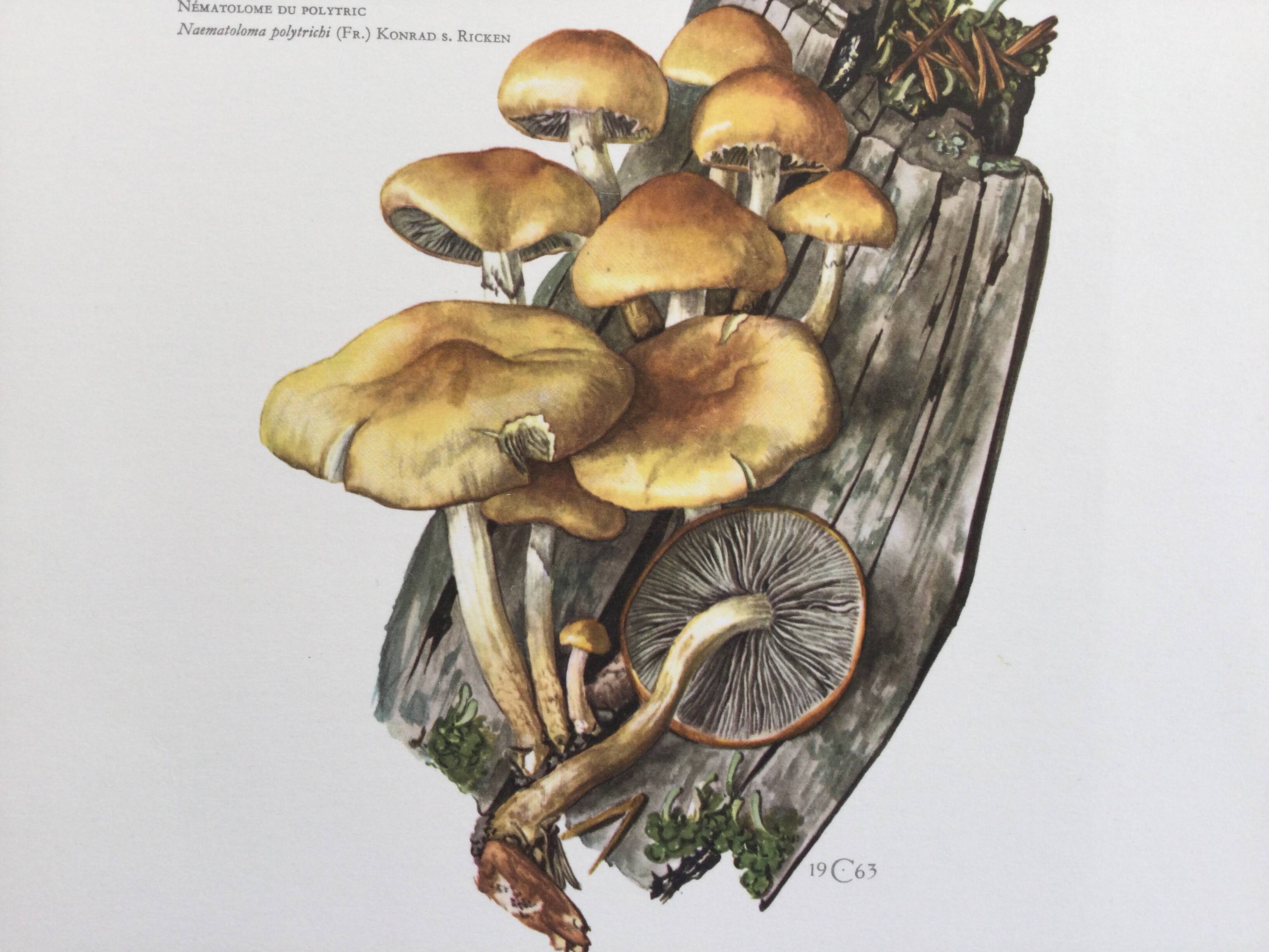 Botanical Illustration Mushrooms Nematoloma Vintage Print 60s