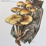 Botanical Illustration Mushrooms Nematoloma Vintage Print 60s