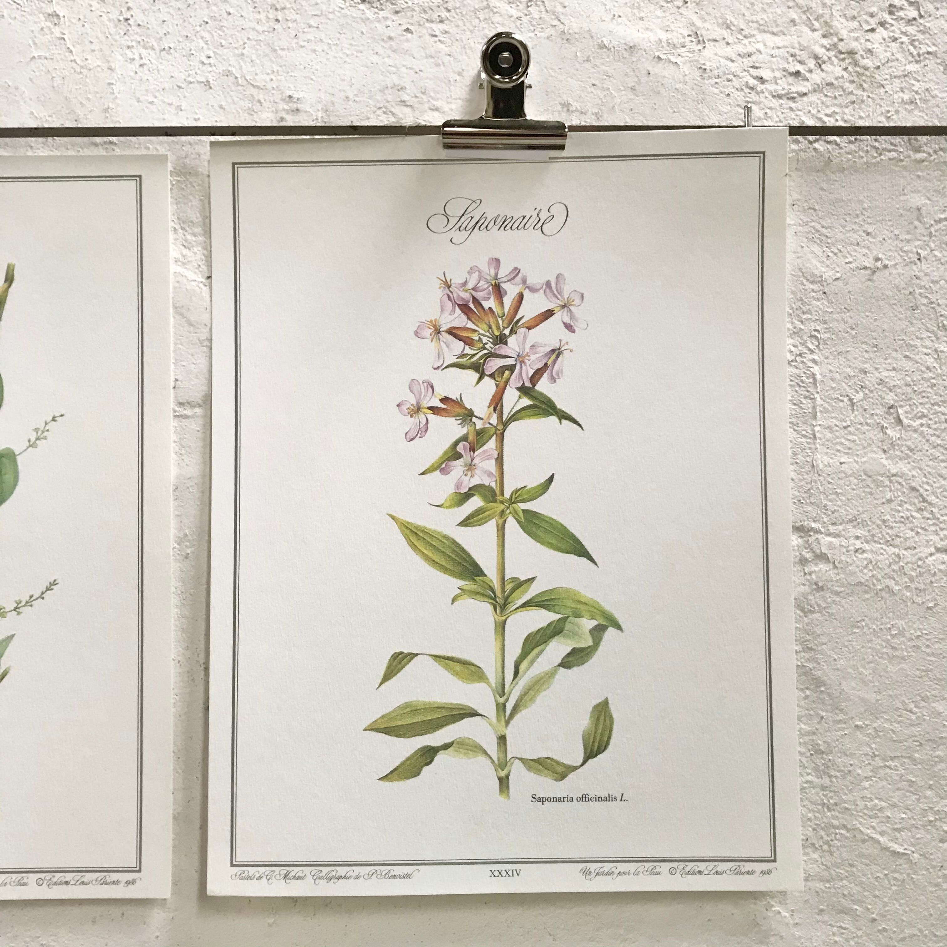 Botanical plank the saponaire