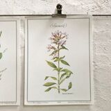 Botanical plank the saponaire