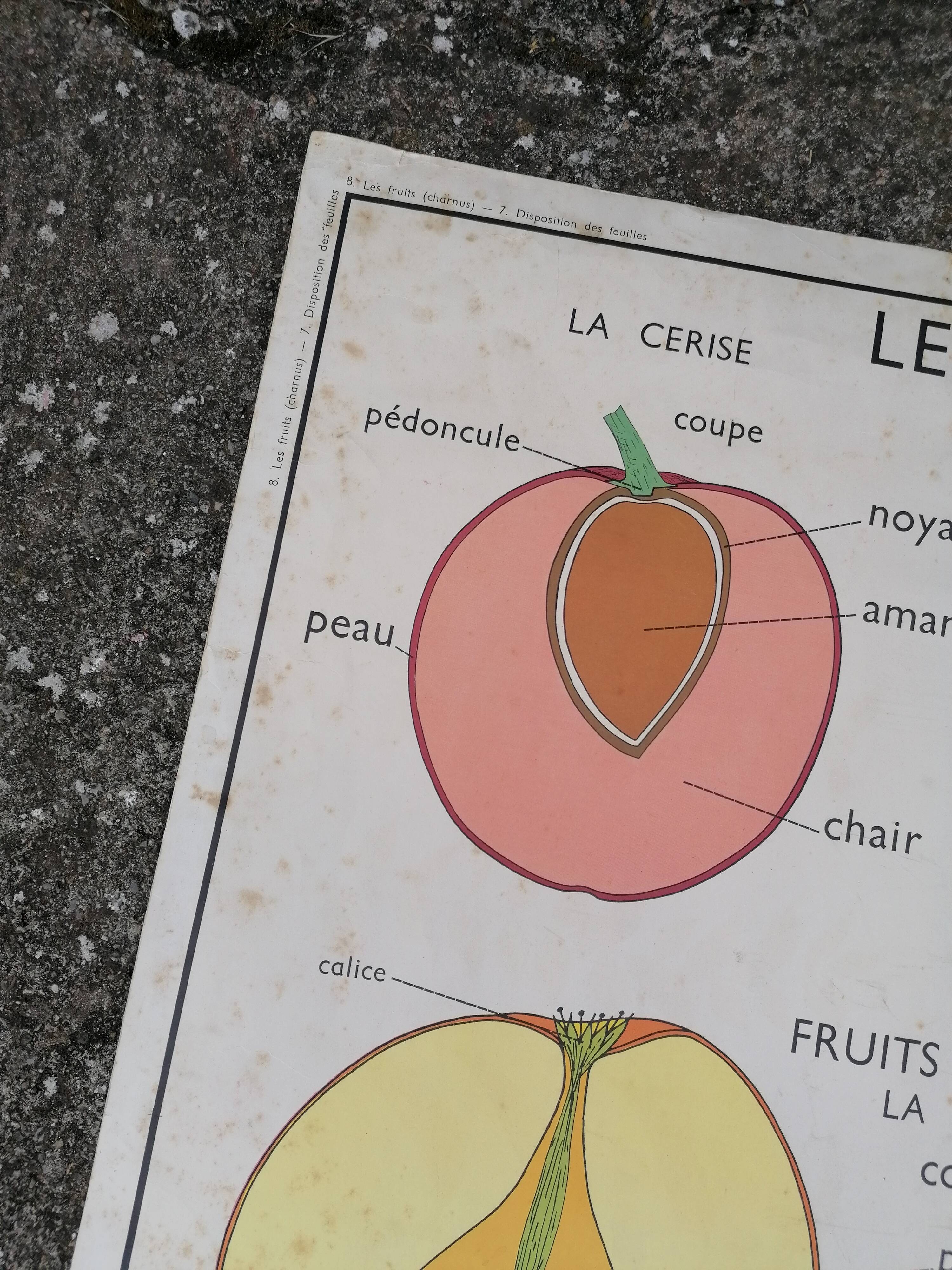 Rossignol educational poster: "Arrangement of leaves and fruits".
