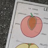 Rossignol educational poster: "Arrangement of leaves and fruits".