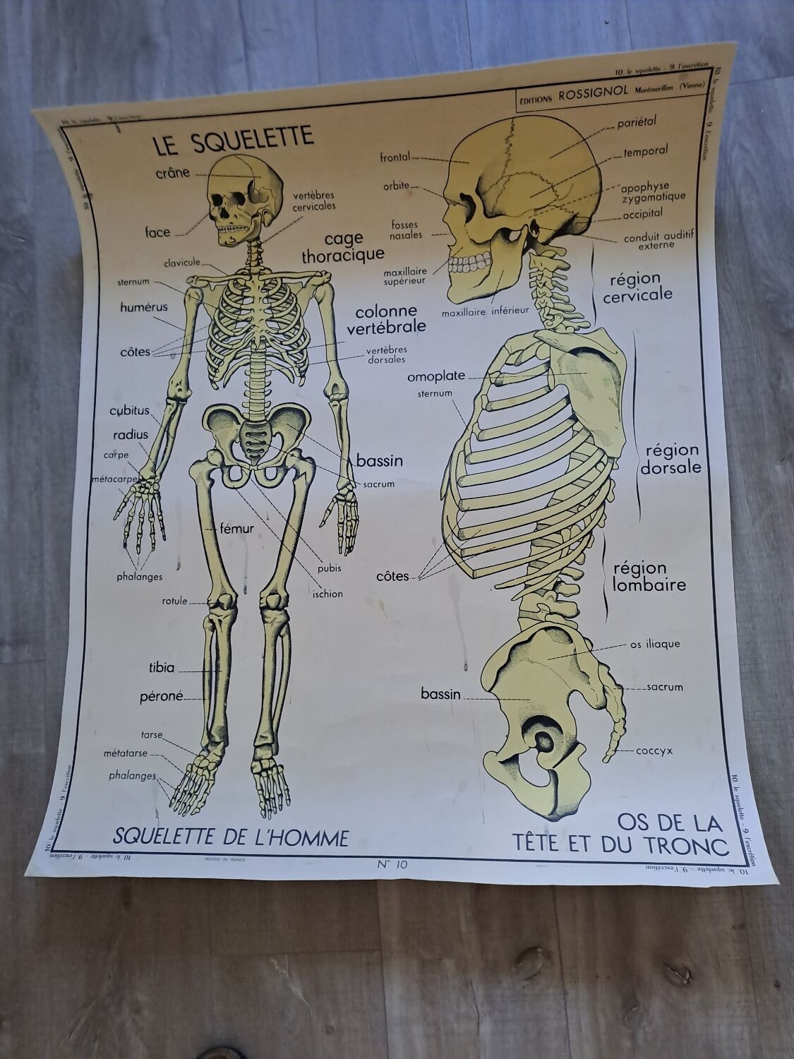 School poster Rossignol the skeleton/ excretion
