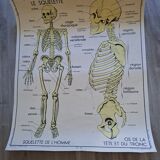 School poster Rossignol the skeleton/ excretion