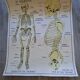 School poster Rossignol the skeleton/ excretion