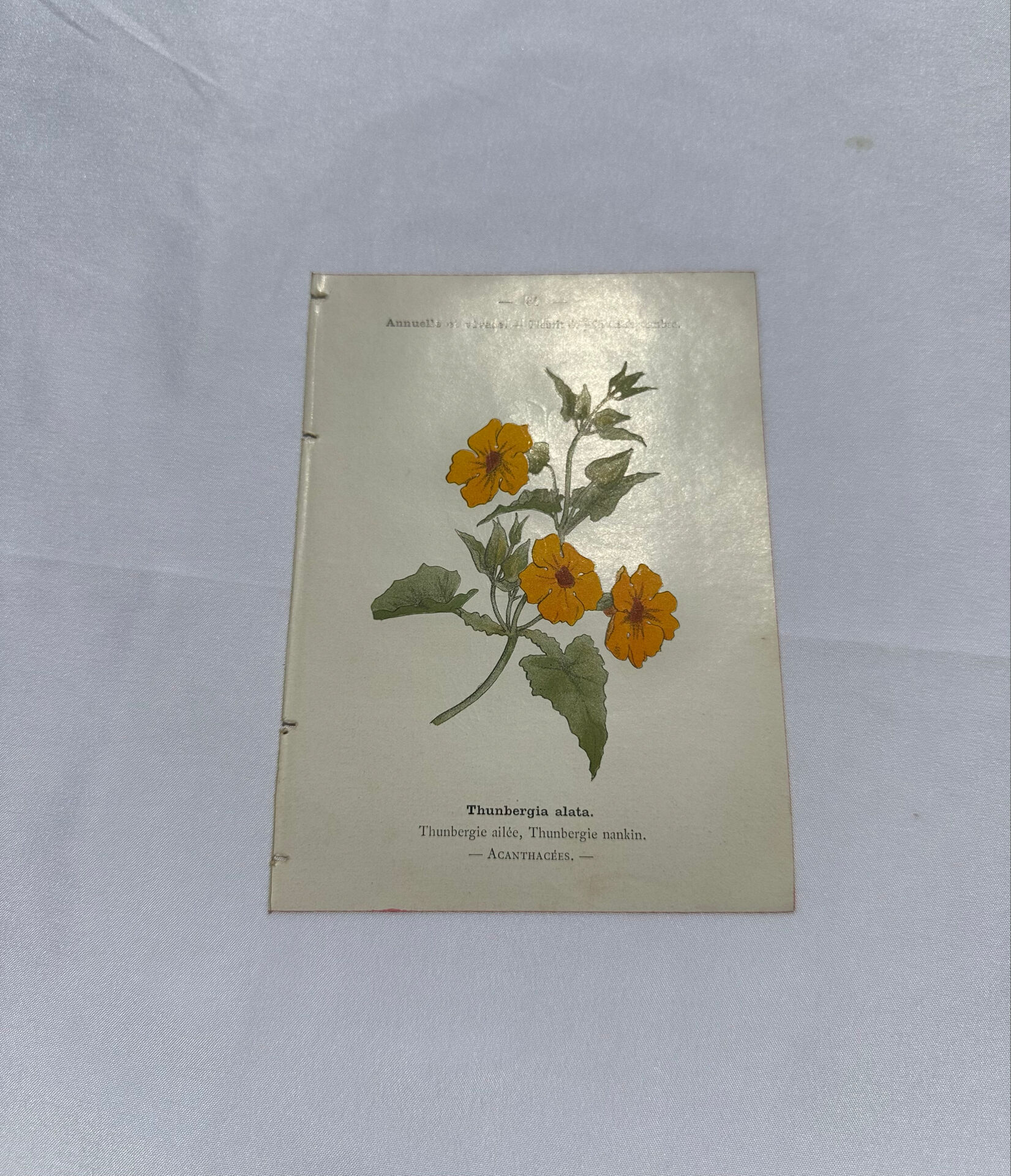 Gravure florale planche botanique vintage double face