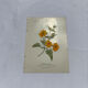 Gravure florale planche botanique vintage double face