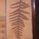 Coffee table Raymonde Leduc Model "Herbarium"