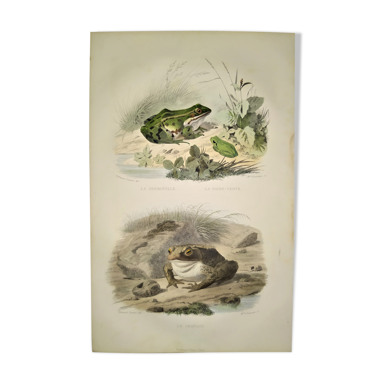 Original zoological plate of 1839 frog