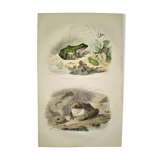 Original zoological plate of 1839 frog