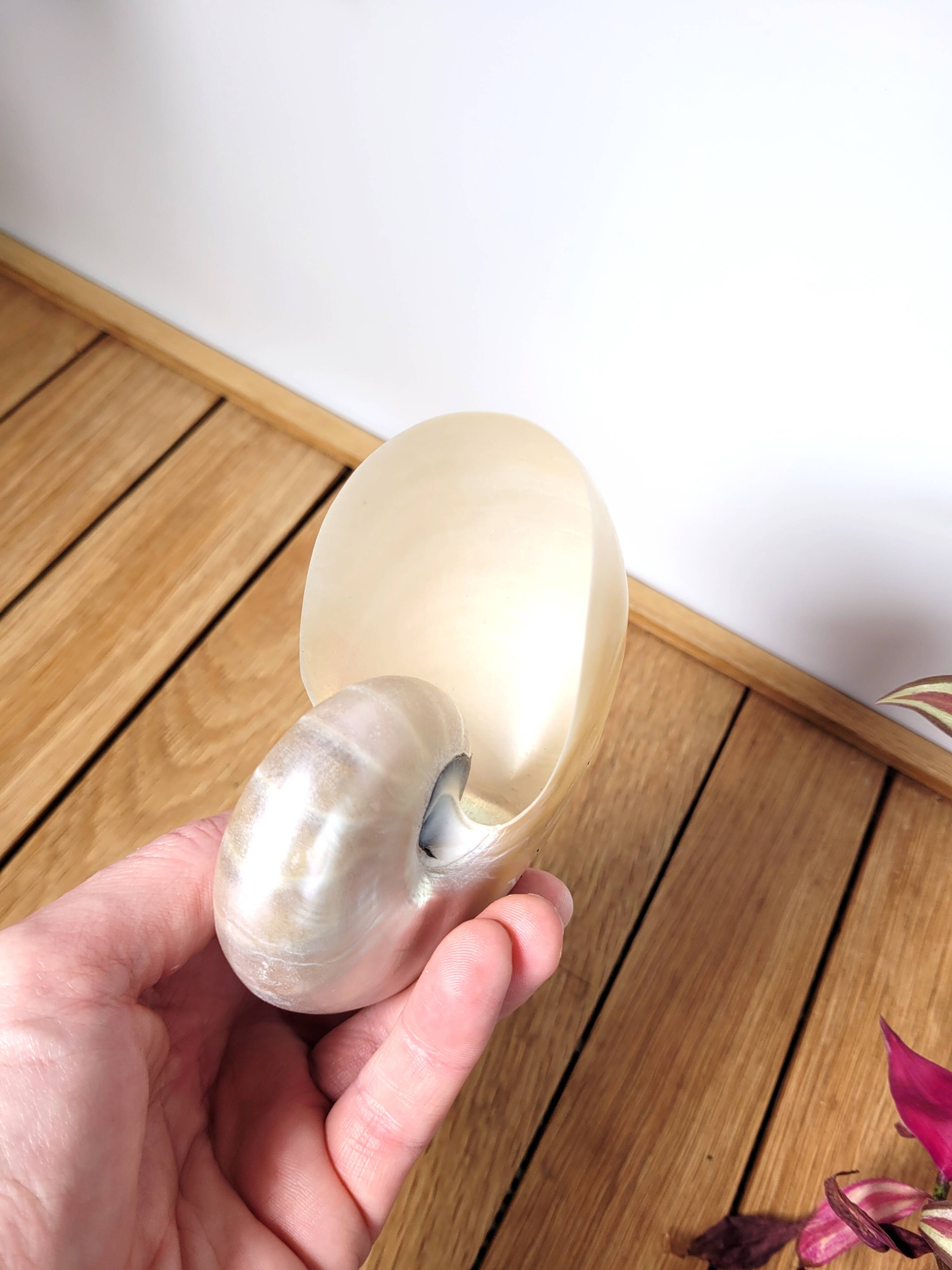 Pearly nautilus shell or curiosity nautilus 6cm