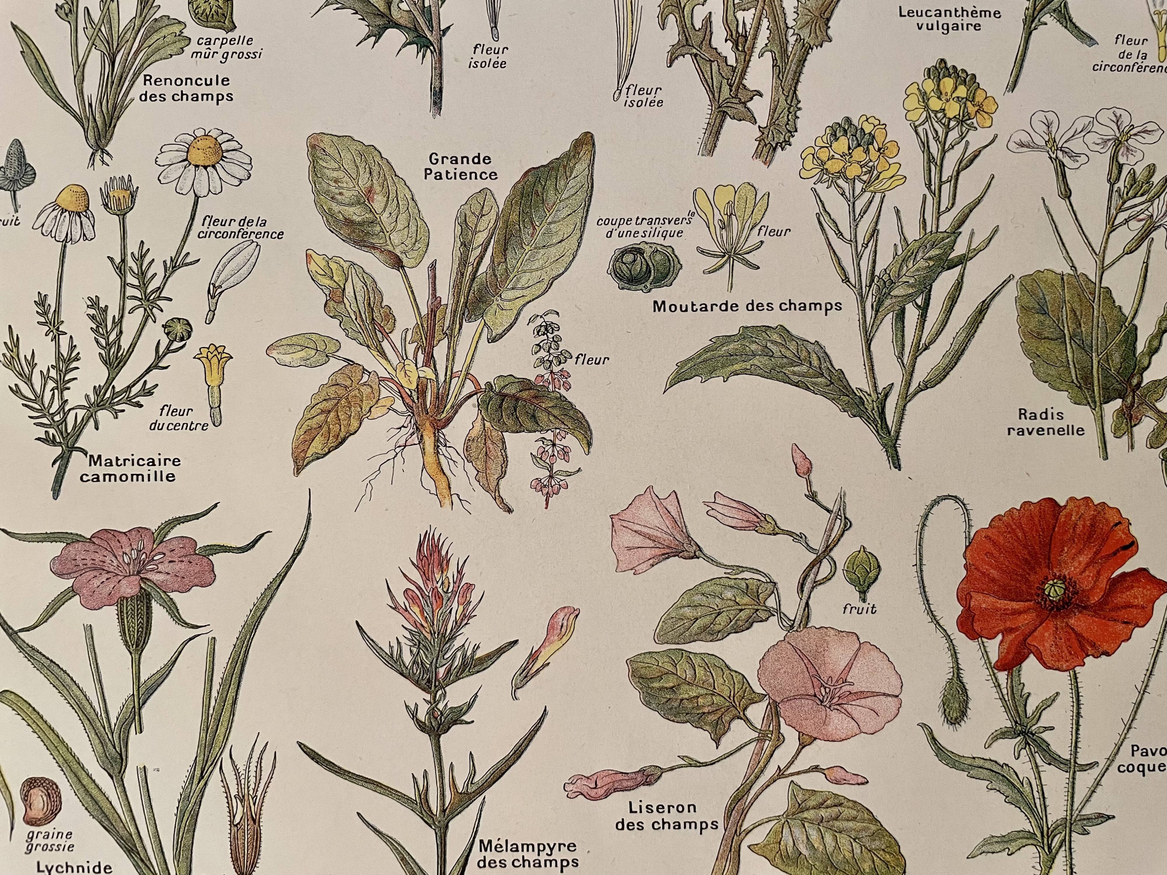 Lithograph weeds weeds - 1920