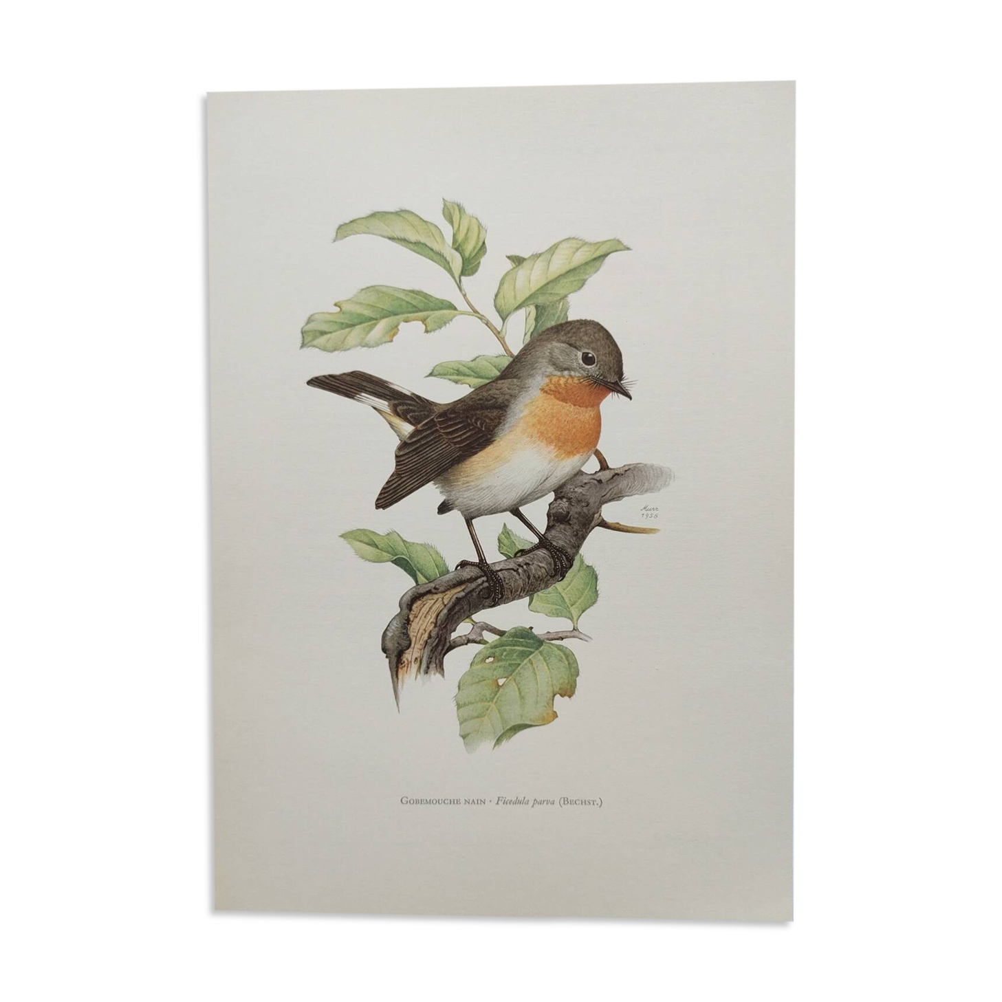 Bird board 60s - Dwarf Flycatcher - Vintage ornithological illustration
