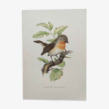 Bird board 60s - Dwarf Flycatcher - Vintage ornithological illustration