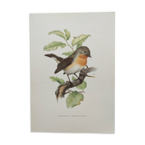 Bird board 60s - Dwarf Flycatcher - Vintage ornithological illustration